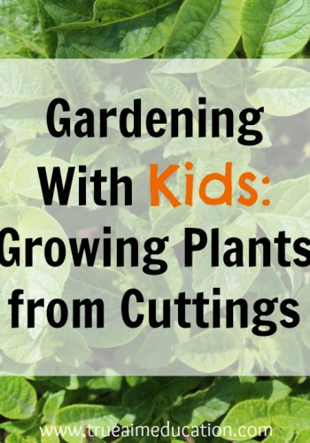 growing plants from cuttings
