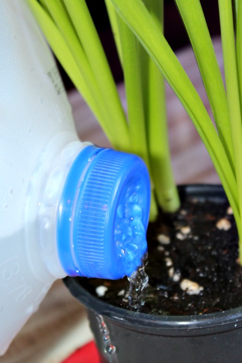 milk jug watering can