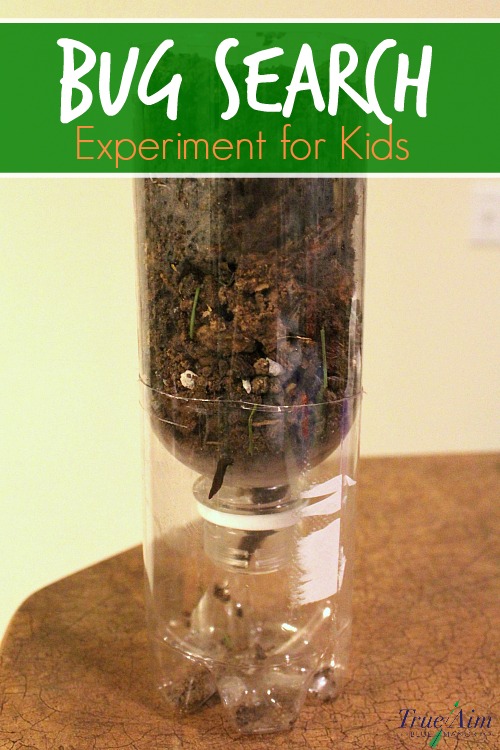 bug search experiment for kids